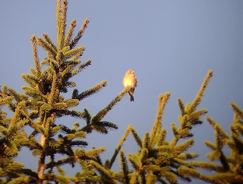 European Greenfinch - ML492000591