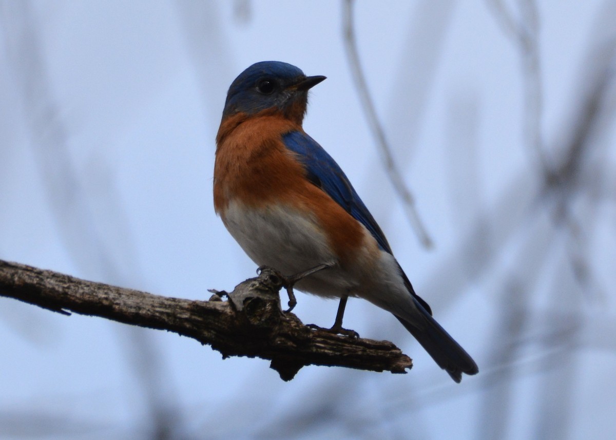 Eastern Bluebird - Richard Beardon