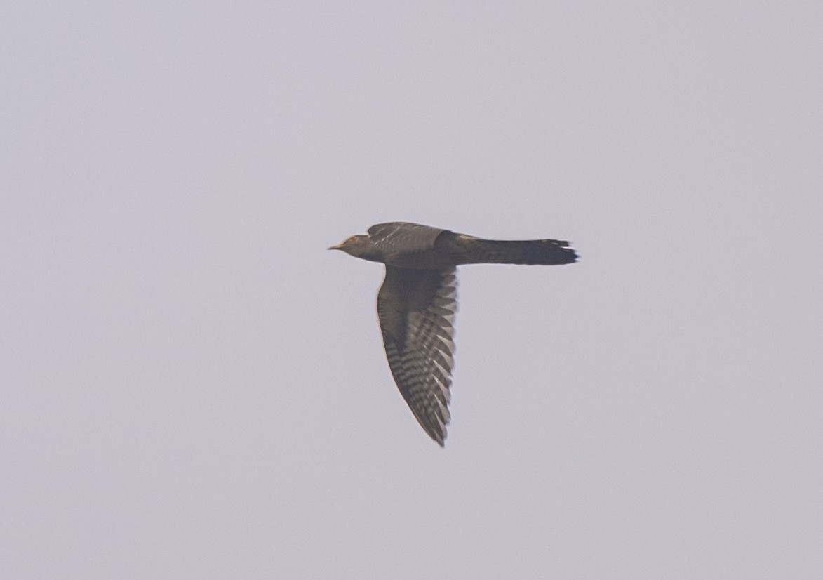 Common Cuckoo - ML492000821