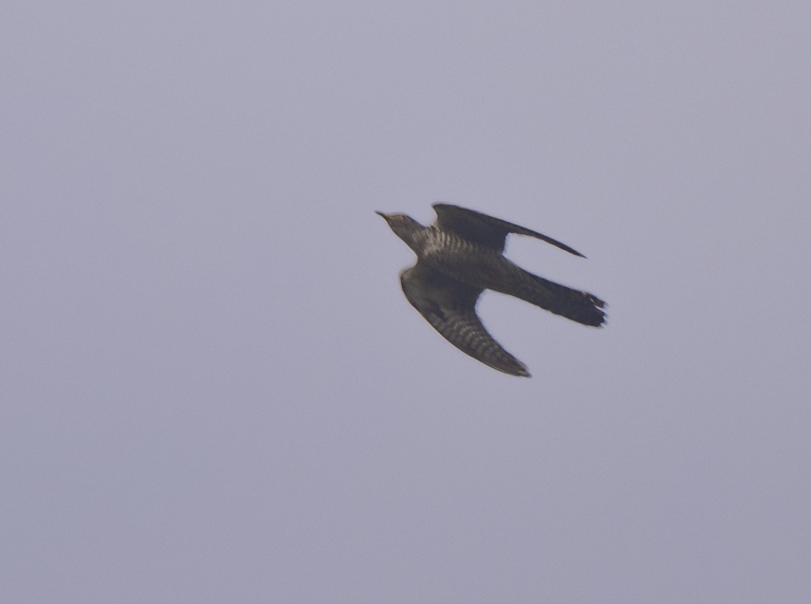 Common Cuckoo - ML492000831