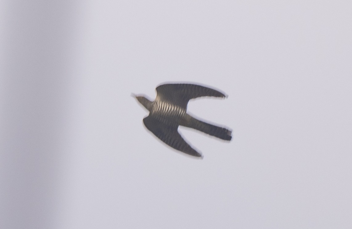 Common Cuckoo - ML492000841