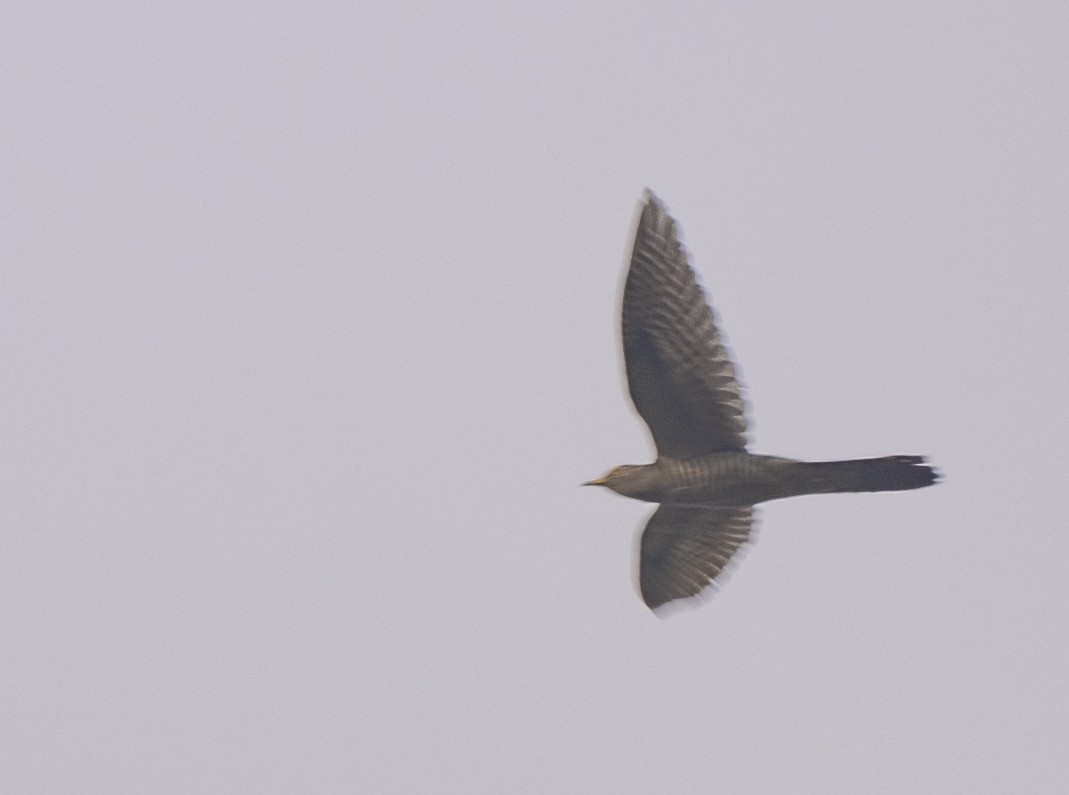 Common Cuckoo - ML492000851