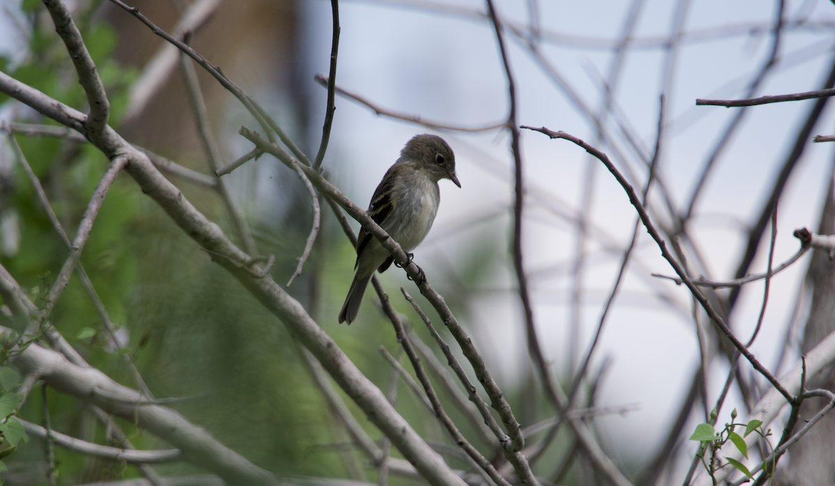 Least Flycatcher - ML492001101