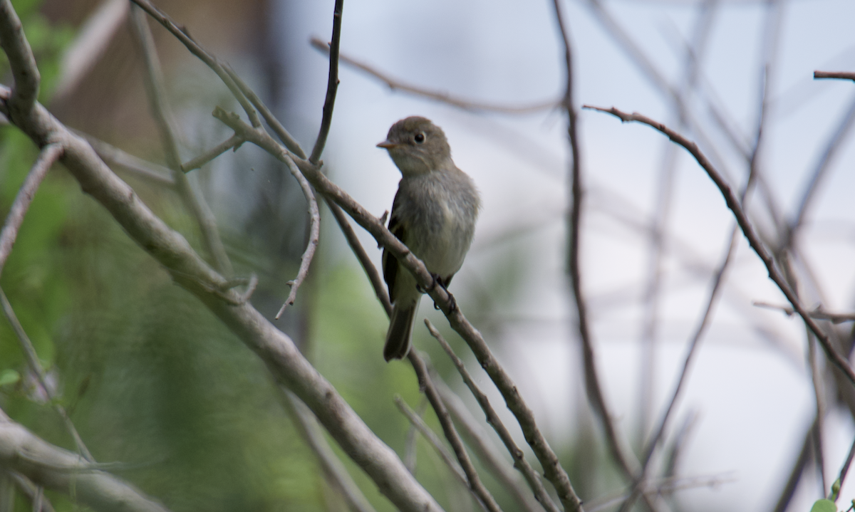 Least Flycatcher - ML492001111