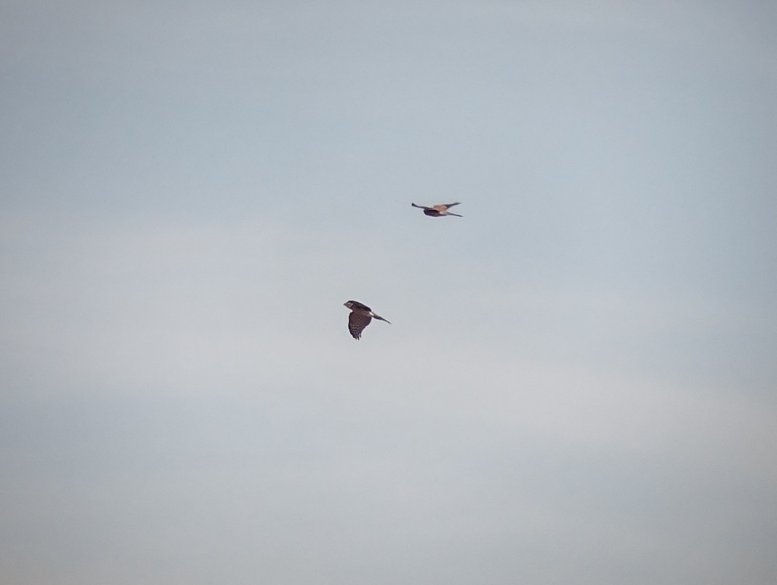 Eurasian Kestrel - ML492001121