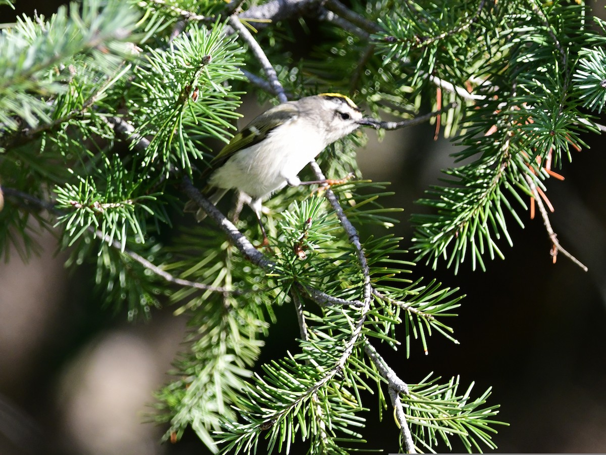 Golden-crowned Kinglet - ML492001371