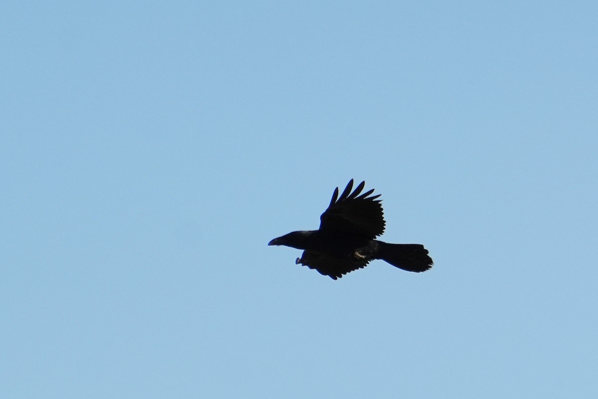 Common Raven - ML492001691