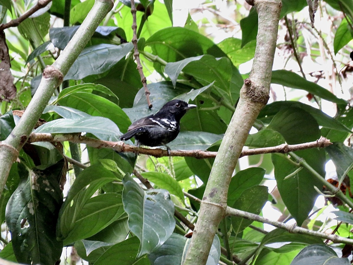 Variable Antshrike - ML492002751