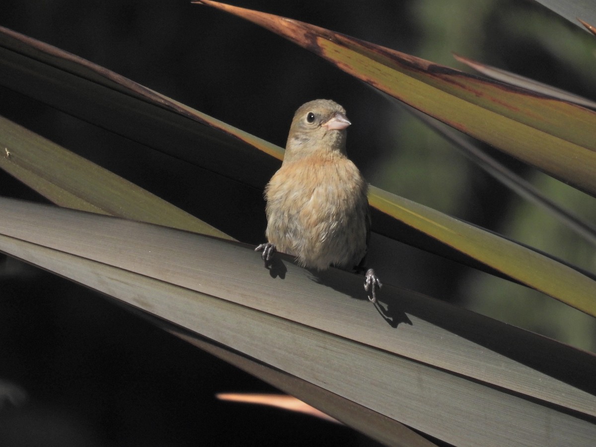 Lazuli Bunting - ML492004881