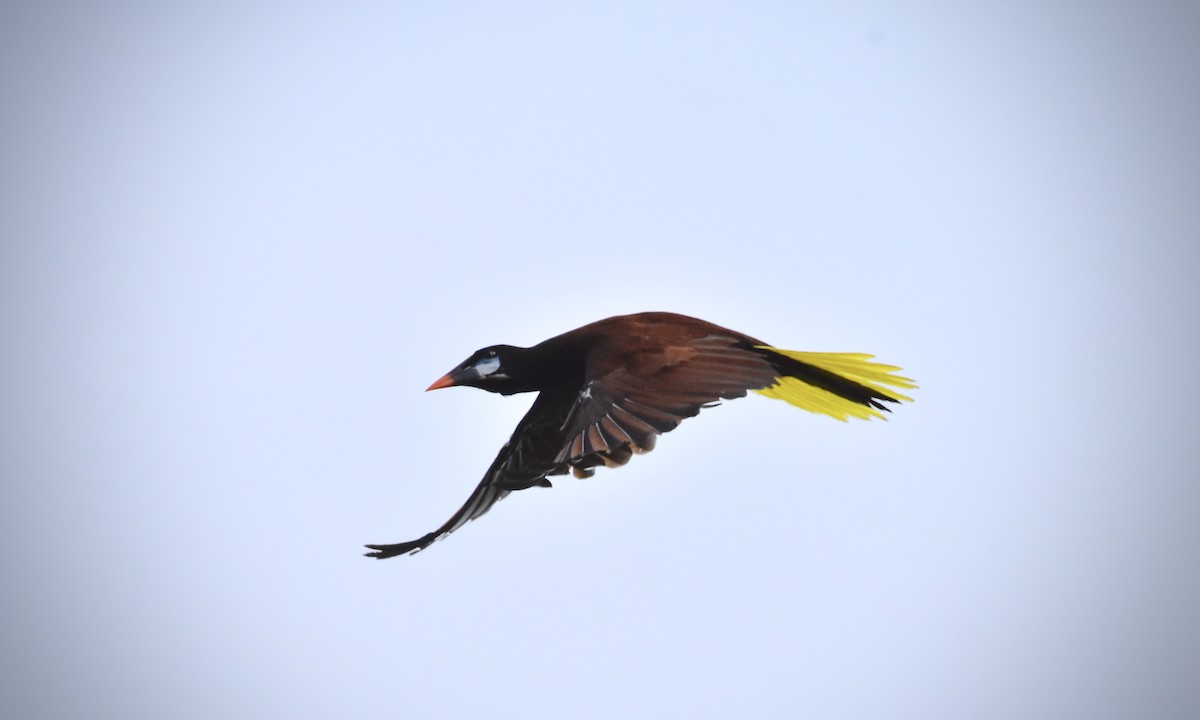 Montezuma Oropendola - ML492004931