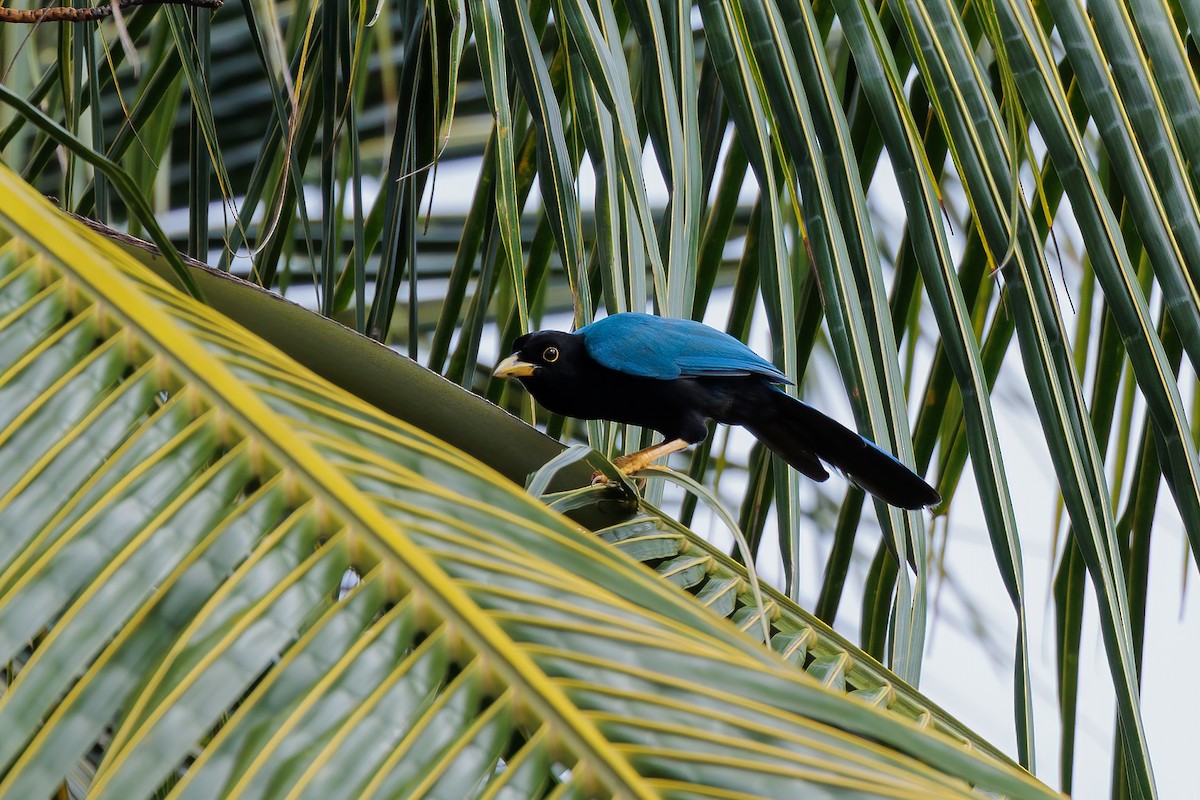 Yucatan Jay - Hernan Riverol