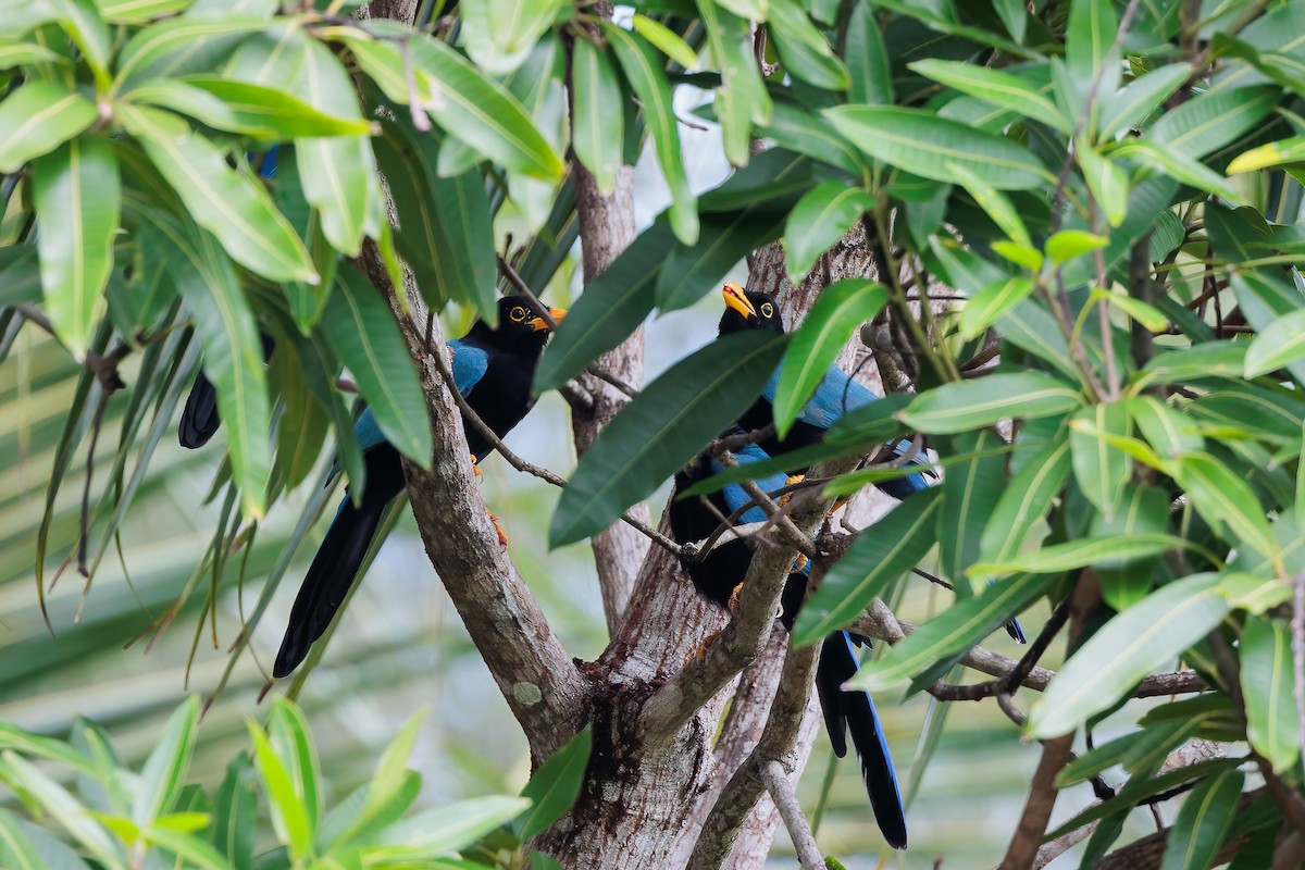 Geai du Yucatan - ML492005011