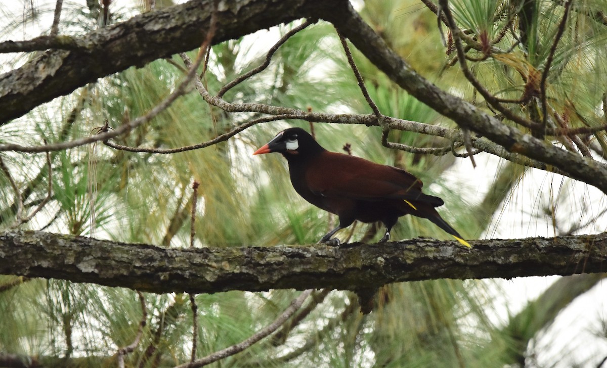 Montezuma Oropendola - ML492005061