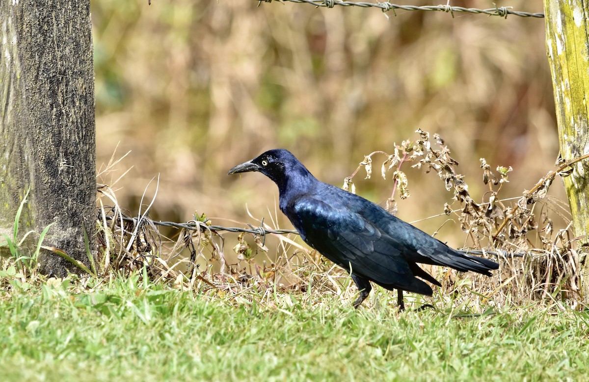 Great-tailed Grackle - Romel Romero