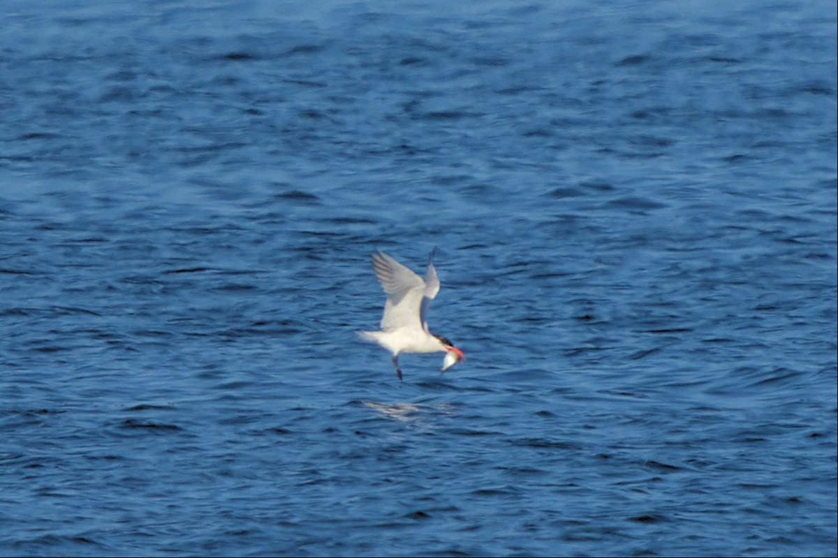 Caspian Tern - ML492005801