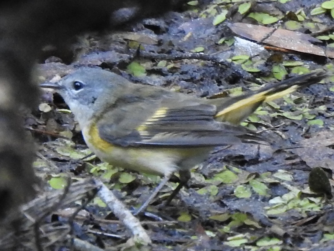 American Redstart - ML492005891