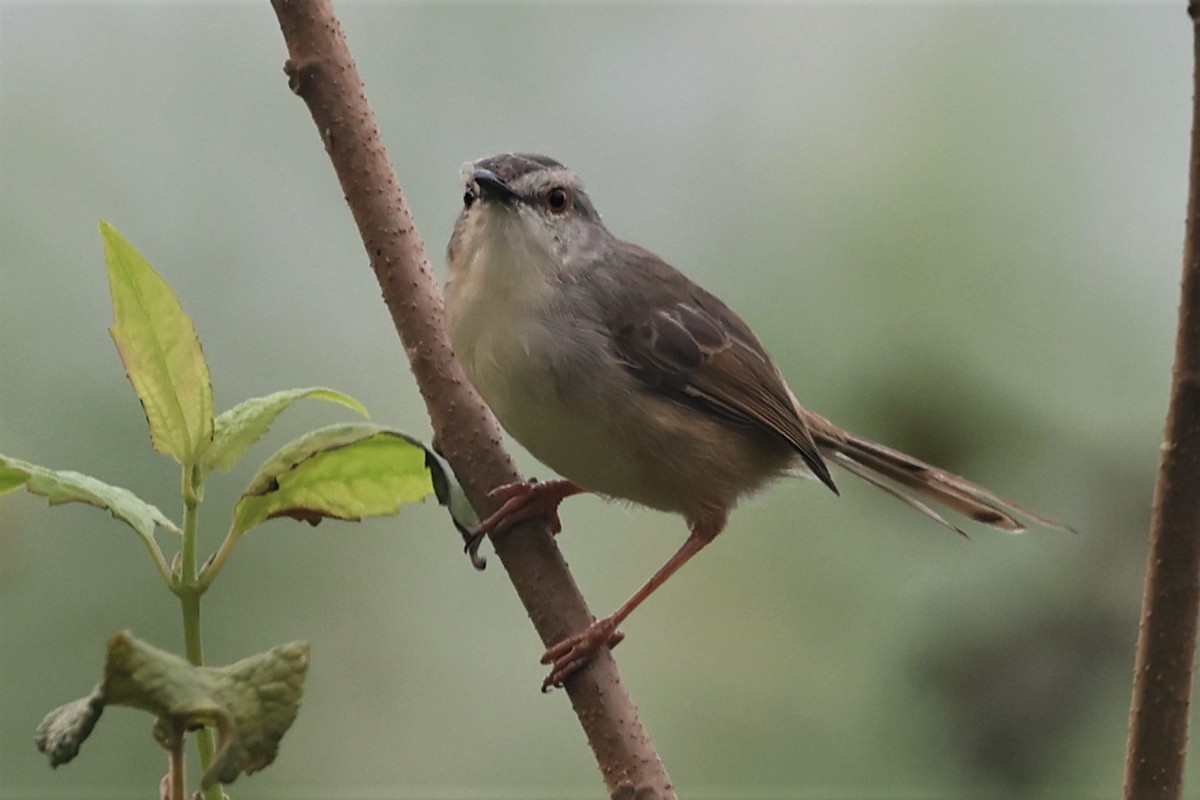 Tawny-flanked Prinia - ML492006181