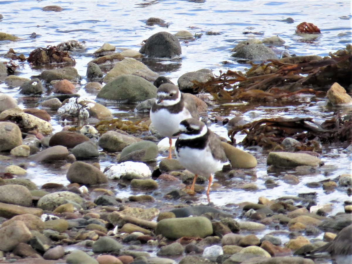 Common Ringed Plover - ML492007281