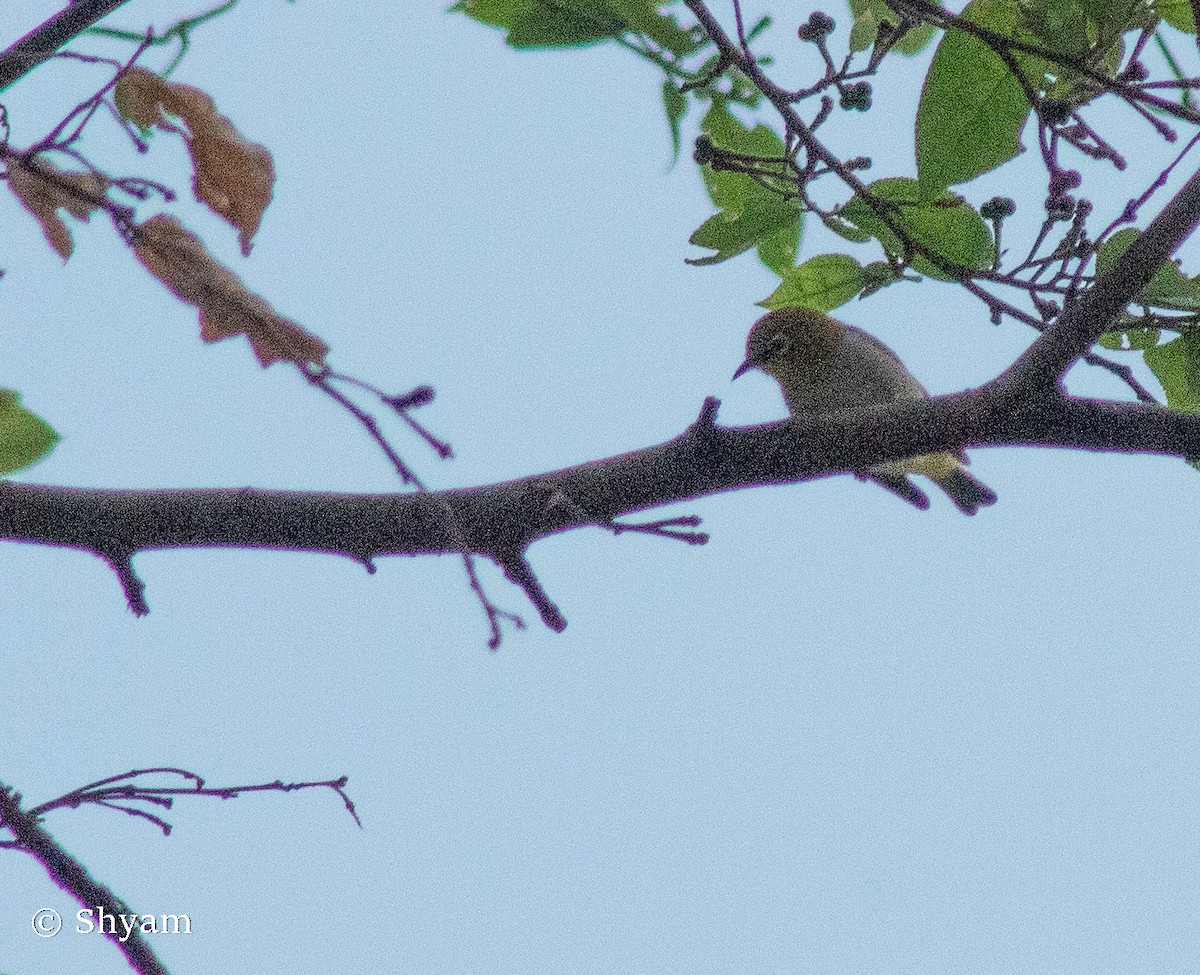 Indian White-eye - ML492008641