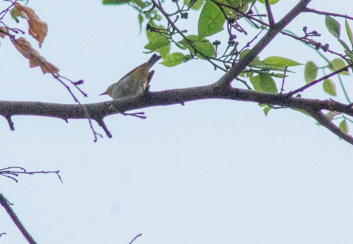 Gangesbrillenvogel - ML492008661