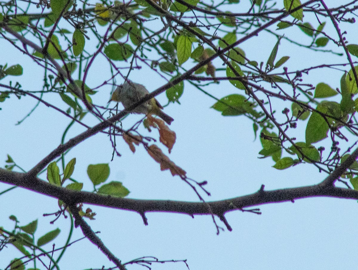 Gangesbrillenvogel - ML492008681