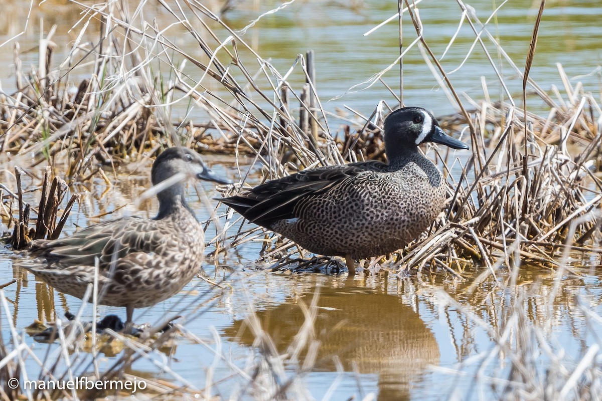 Blue-winged Teal - ML492009031