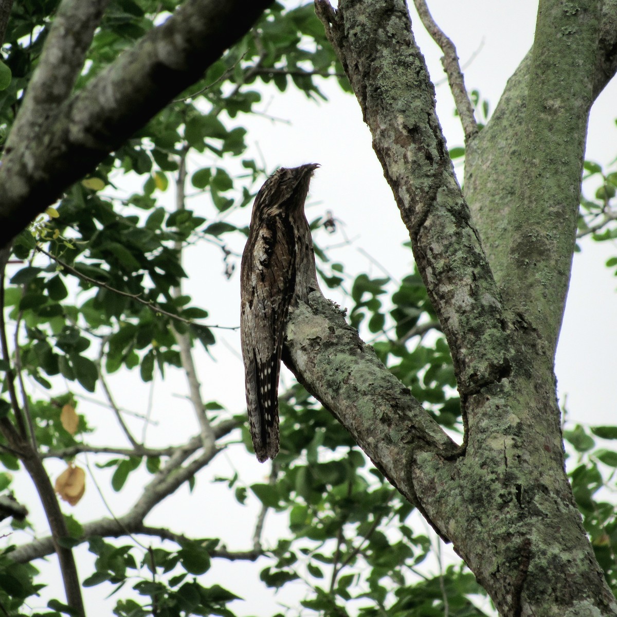 Common Potoo - ML492009321