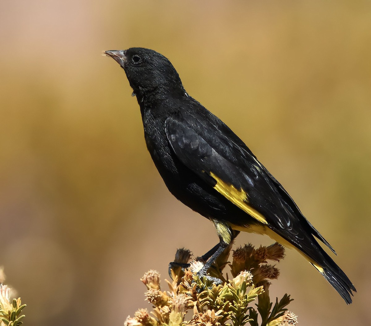 Black Siskin - ML492009711