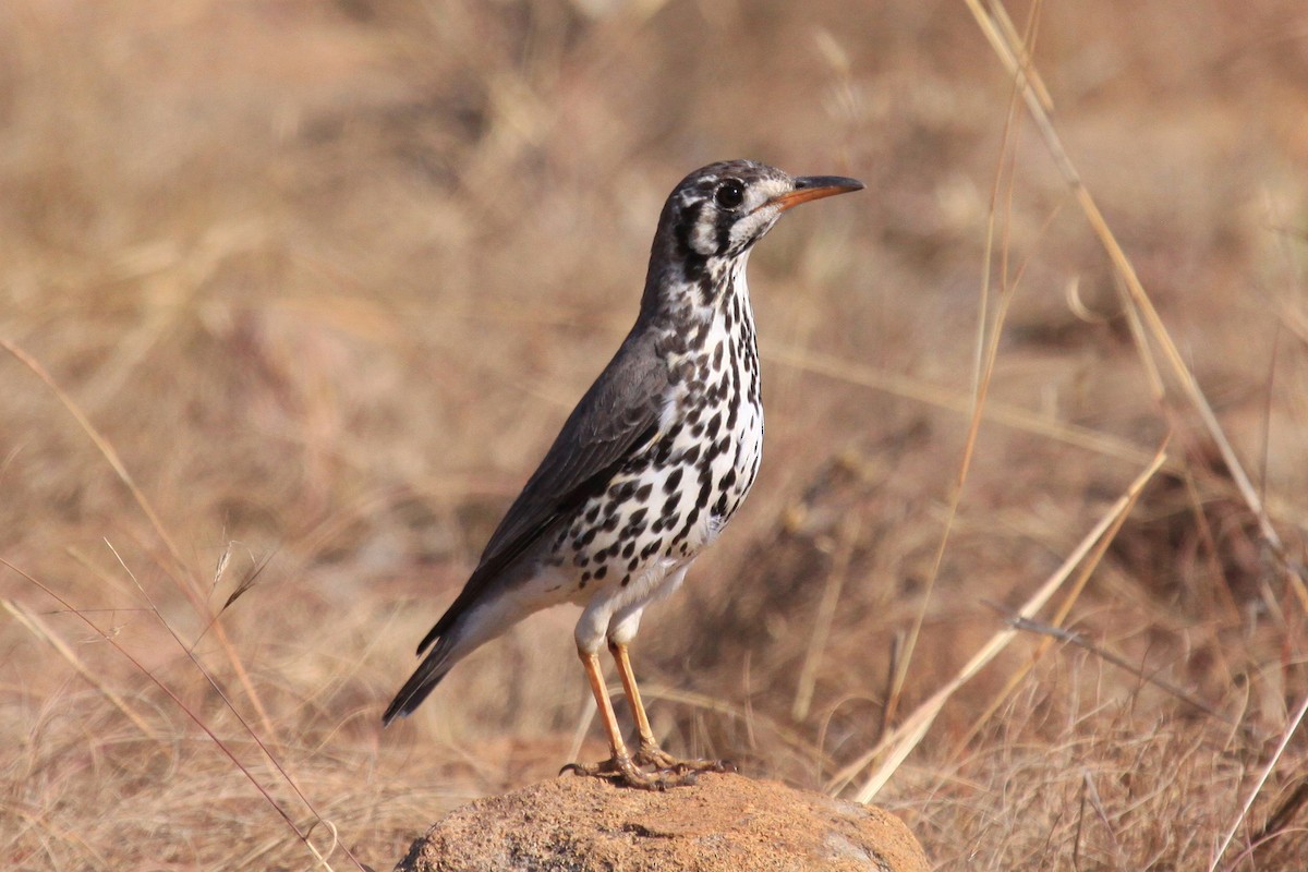 Groundscraper Thrush - ML49201011