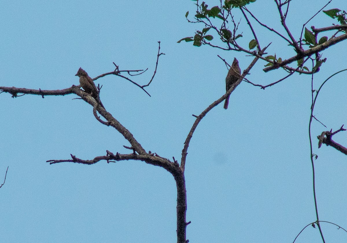 Crested Bunting - ML492010161