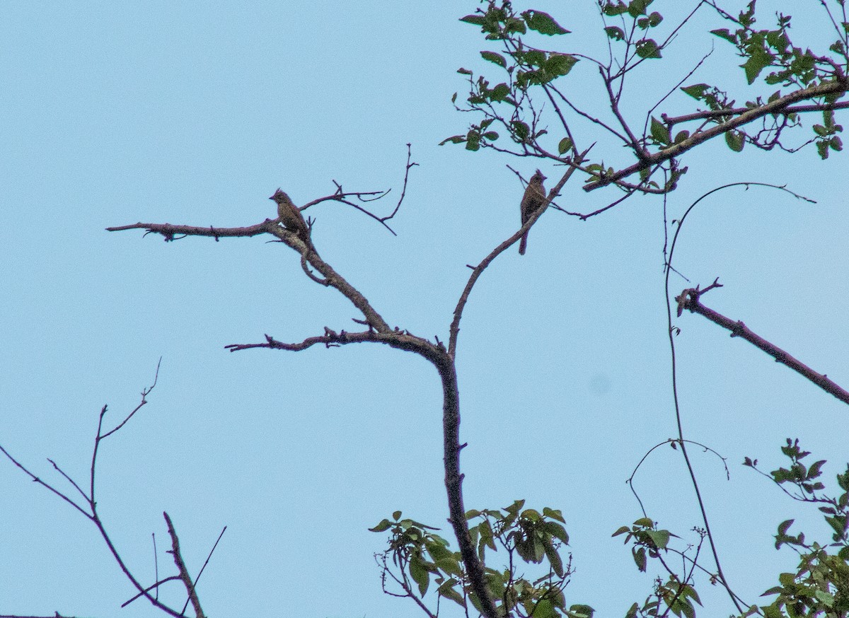 Crested Bunting - ML492010191