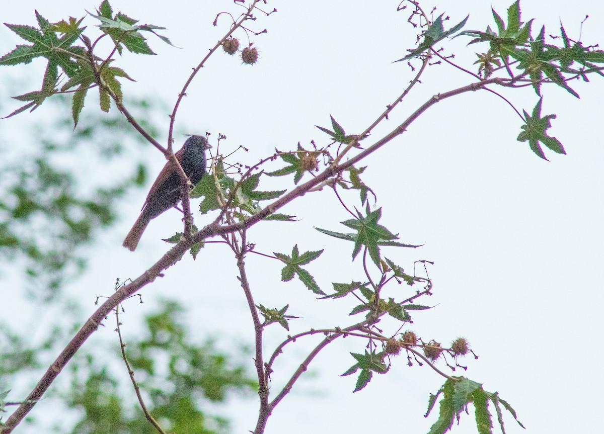 Crested Bunting - ML492010201