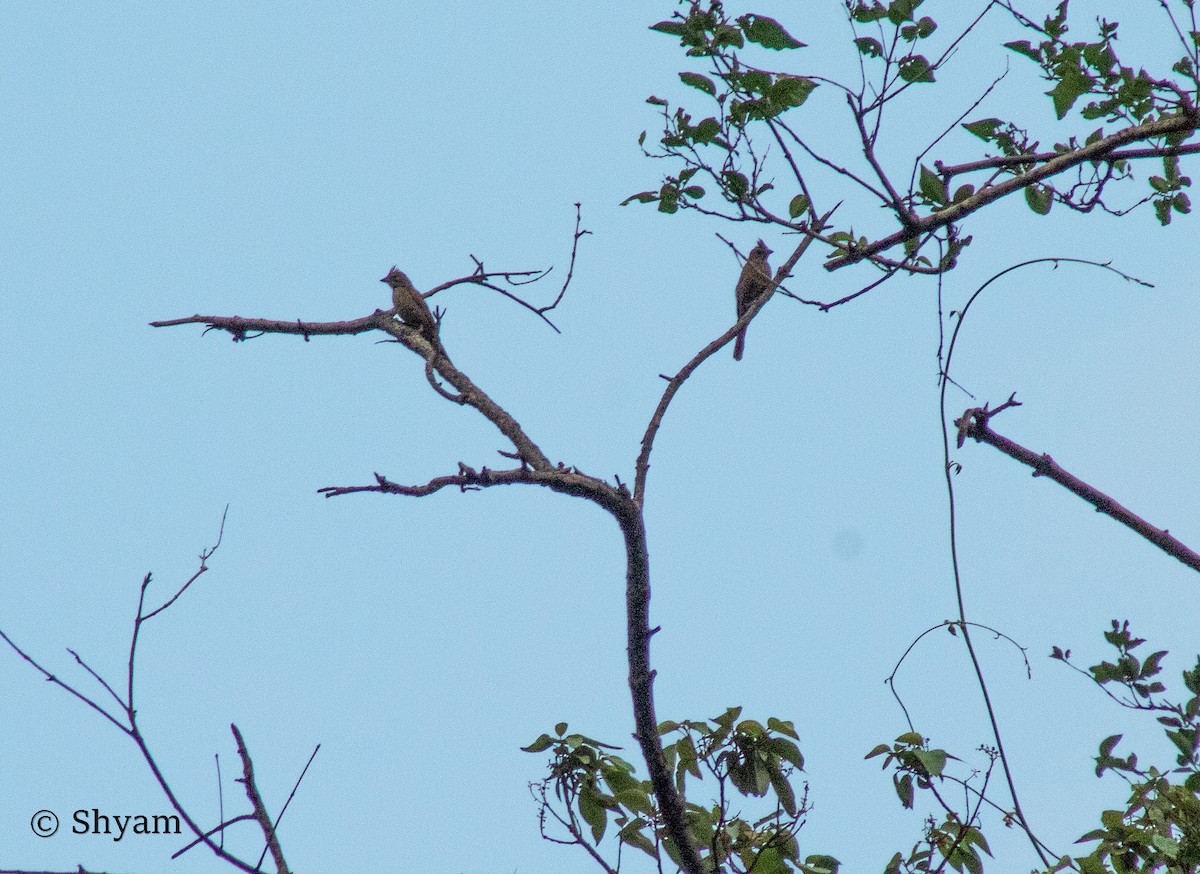 Crested Bunting - ML492010211