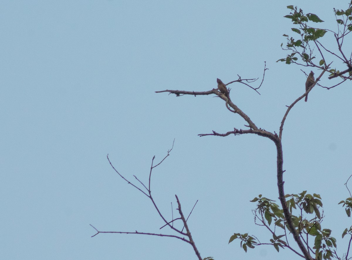 Crested Bunting - ML492010221