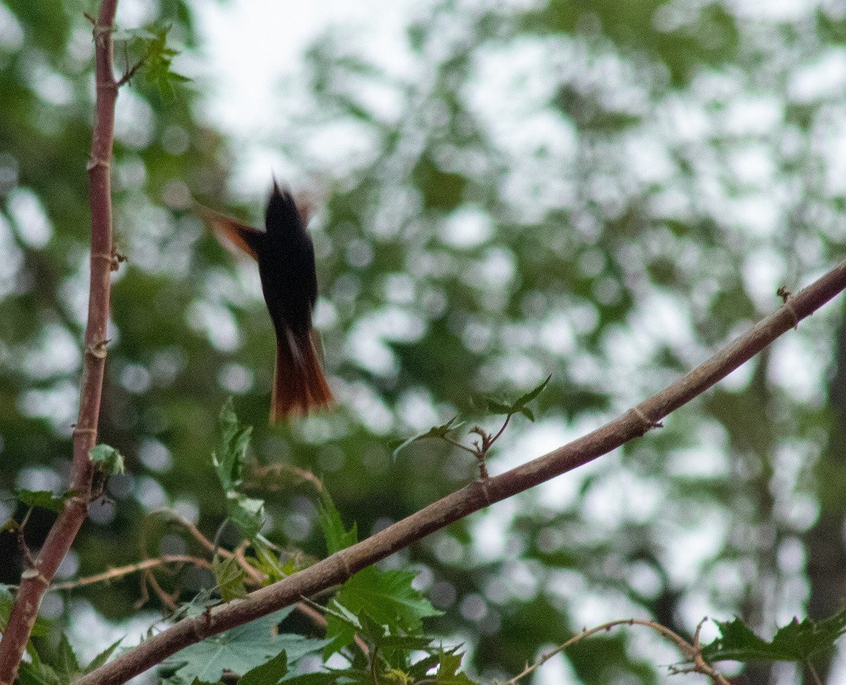 Crested Bunting - ML492010231