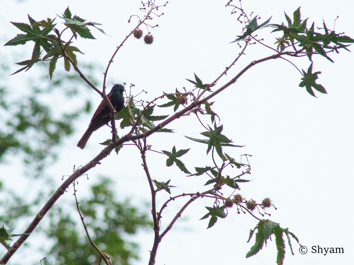 Crested Bunting - ML492010241