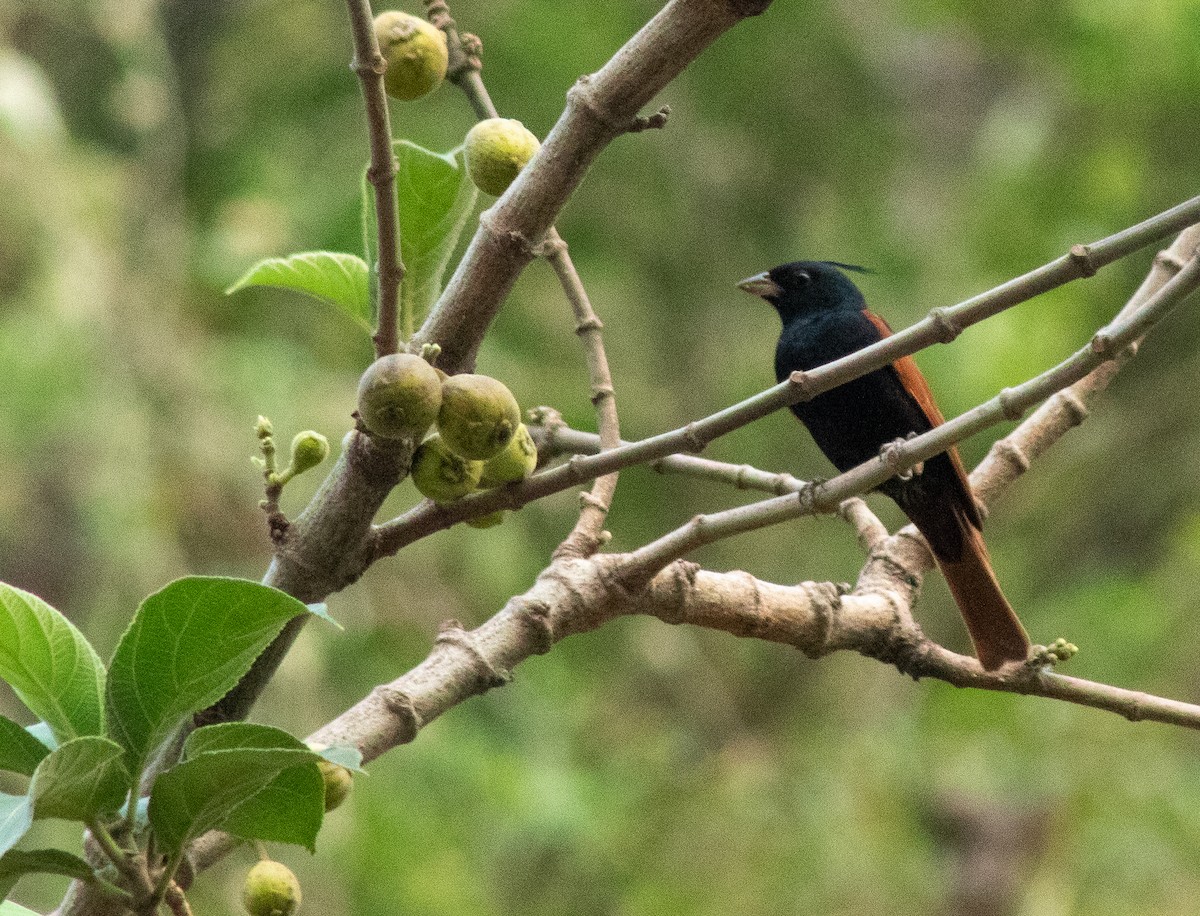 Crested Bunting - ML492010251