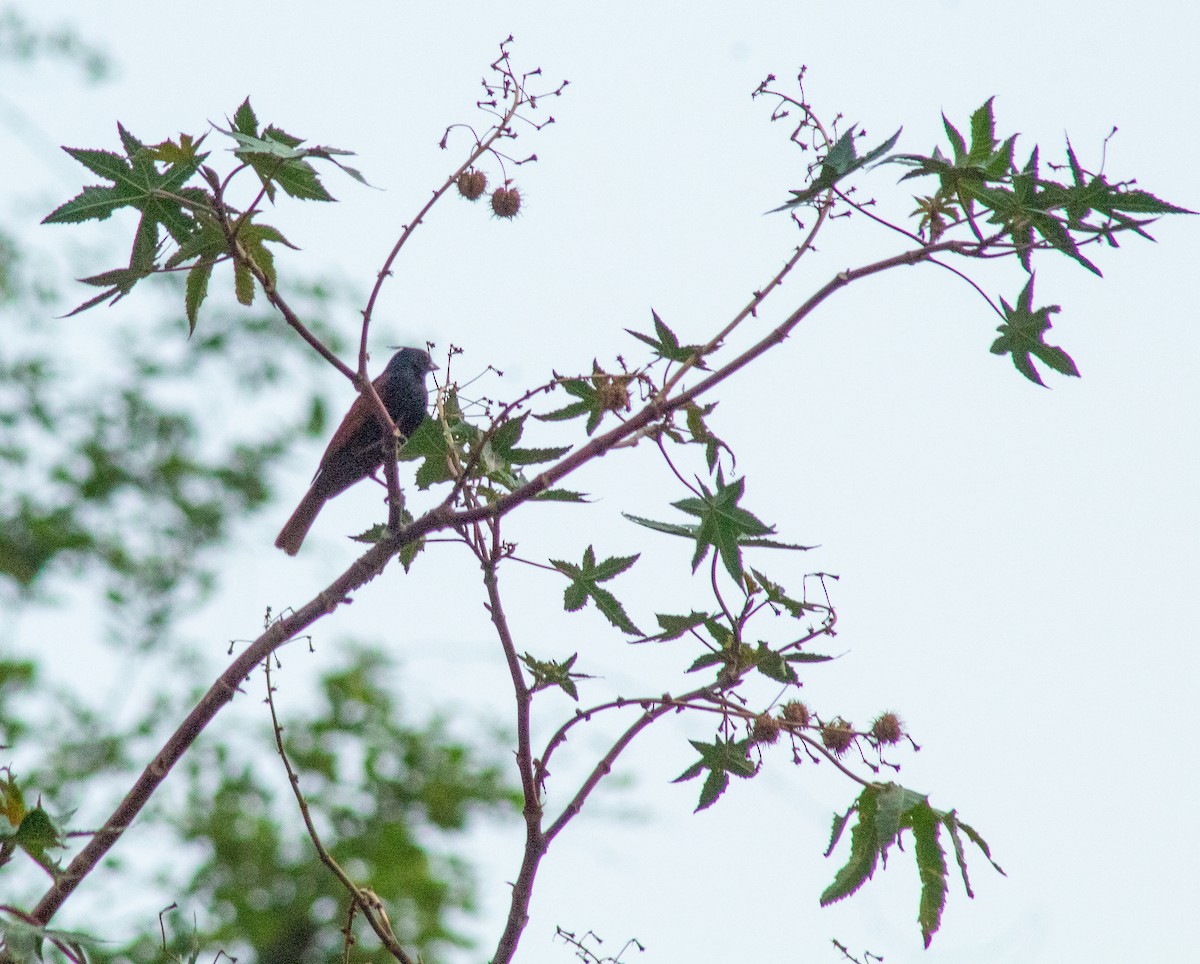 Crested Bunting - ML492010321