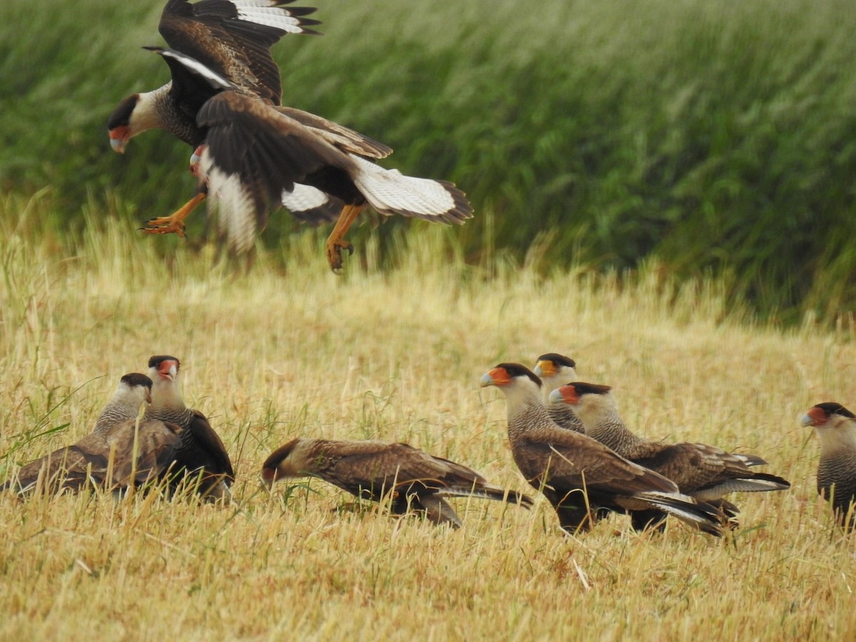 Crested Caracara - Wilma Techera