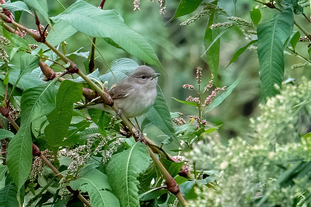 Garden Warbler - Murat SALTIK