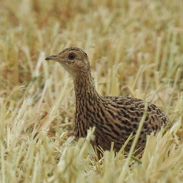 Tinamou tacheté - ML492013081