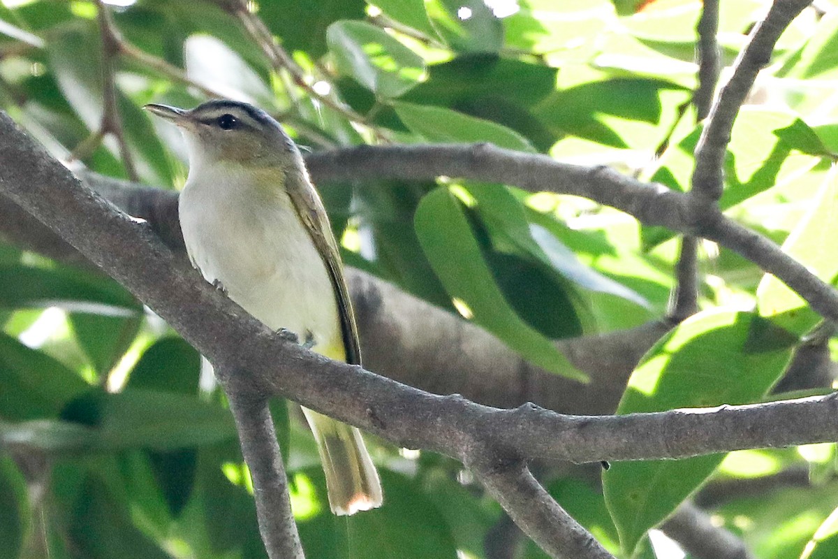 Viréo chivi - ML492013241