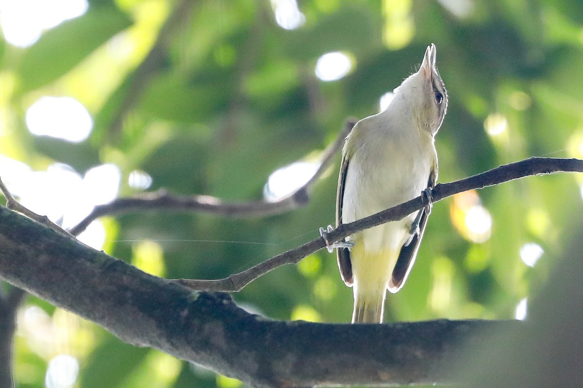 Vireo Chiví - ML492013261