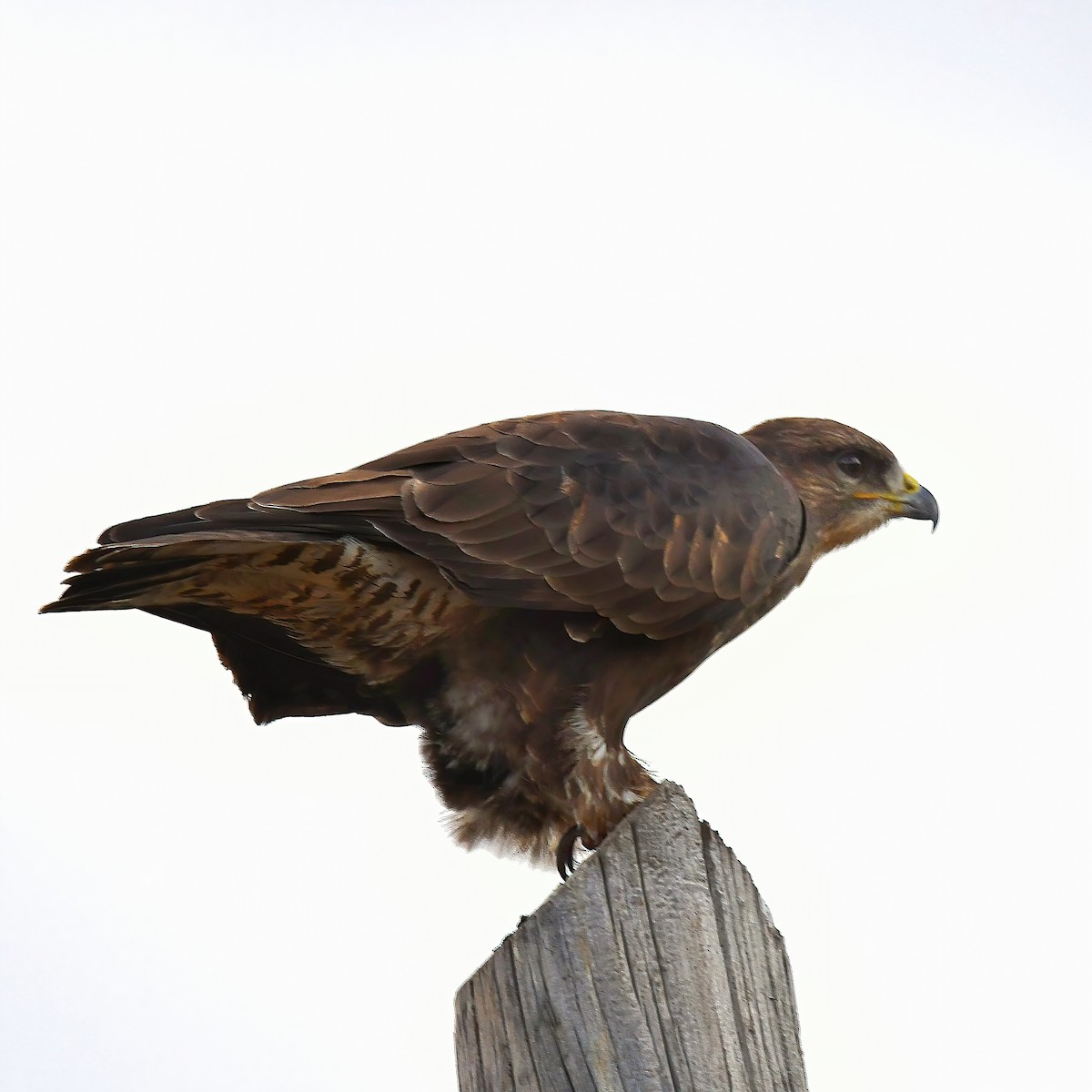 Common Buzzard - ML492015001