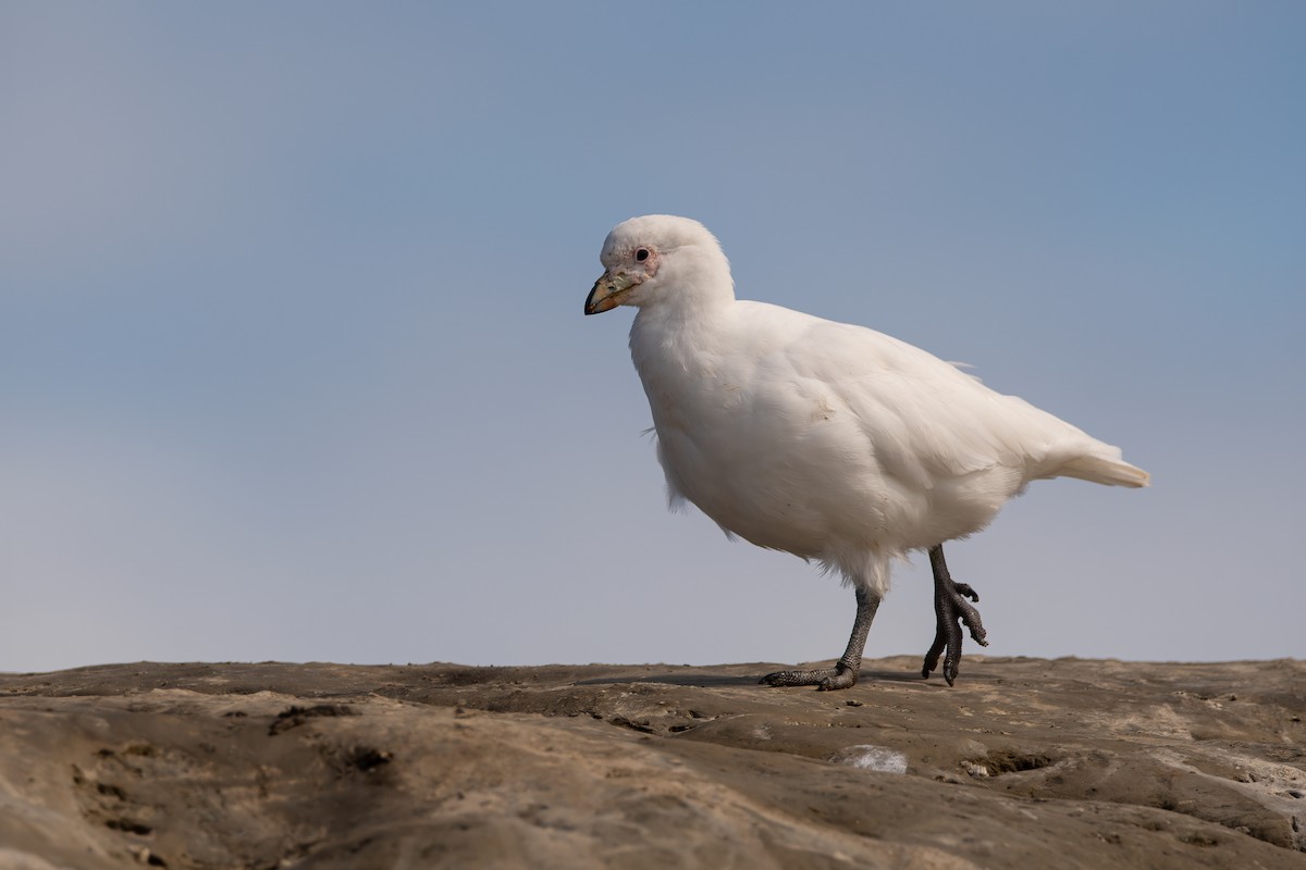 Picovaina de las Malvinas - ML492015601