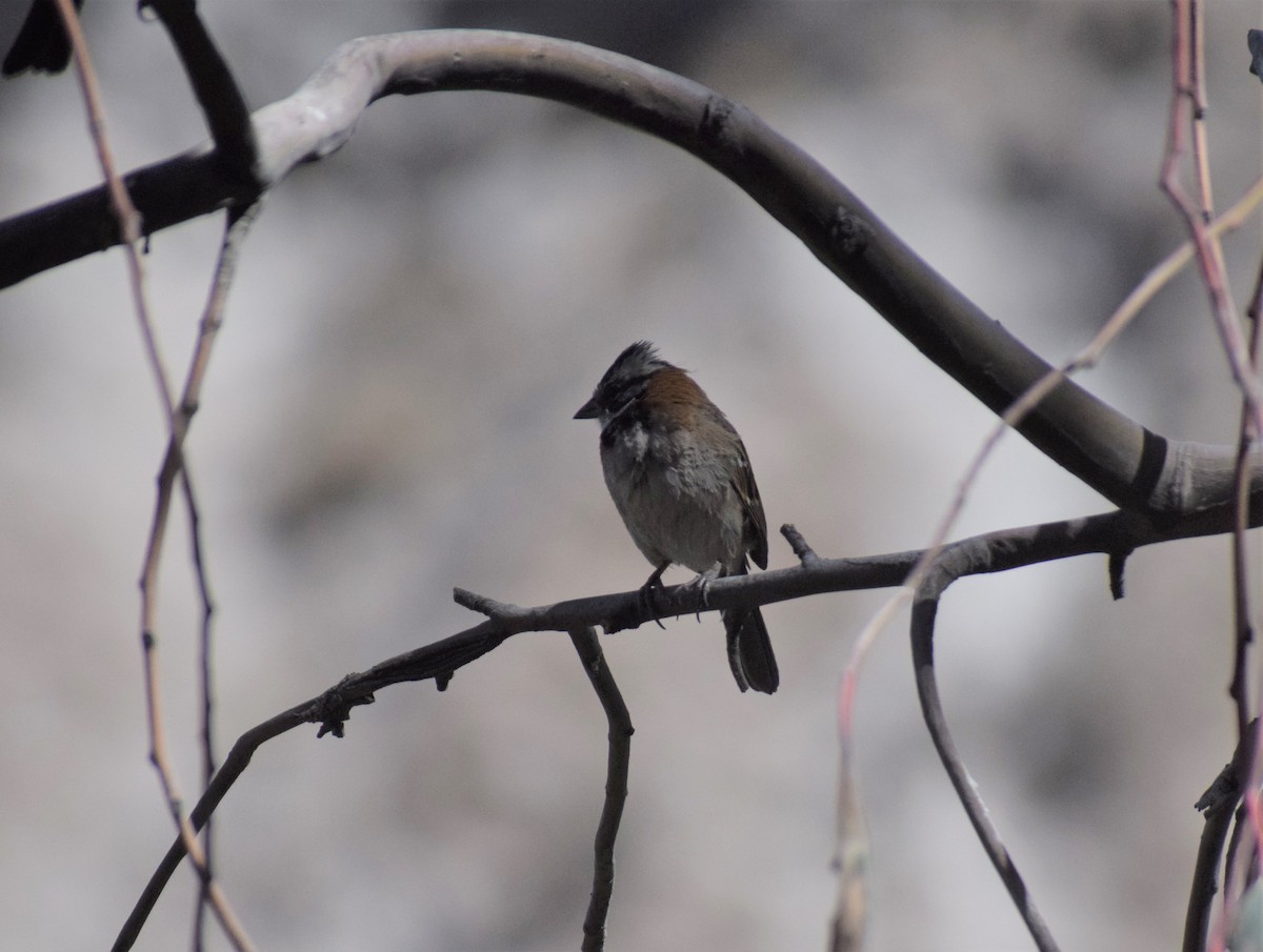 Rufous-collared Sparrow - ML492016161