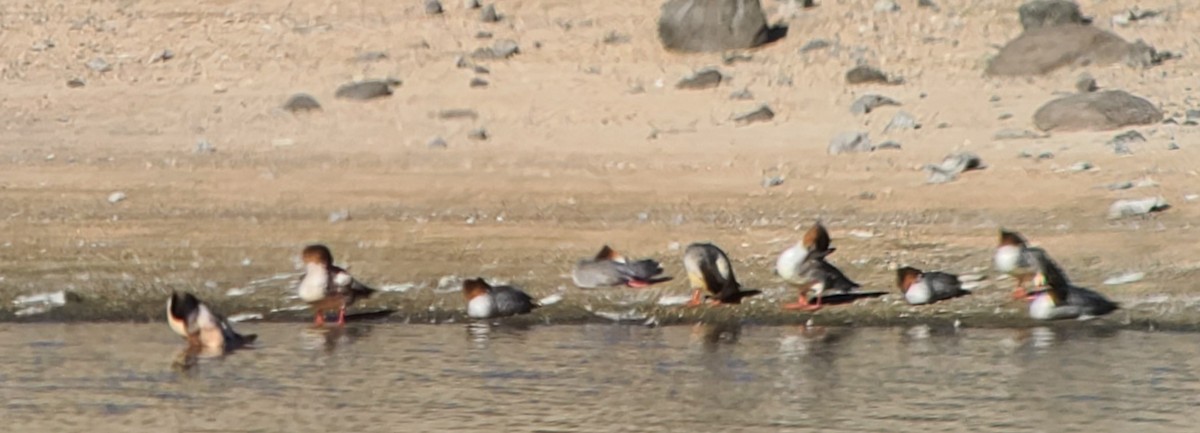 Common Merganser - ML492016621