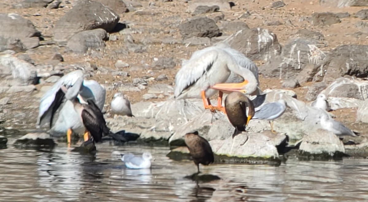 pelikán severoamerický - ML492016741
