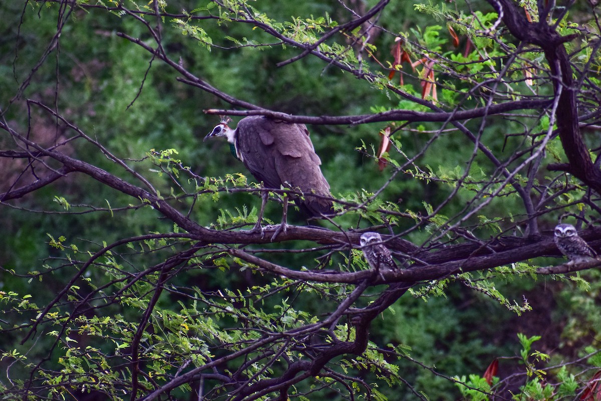 Indian Peafowl - ML492017321