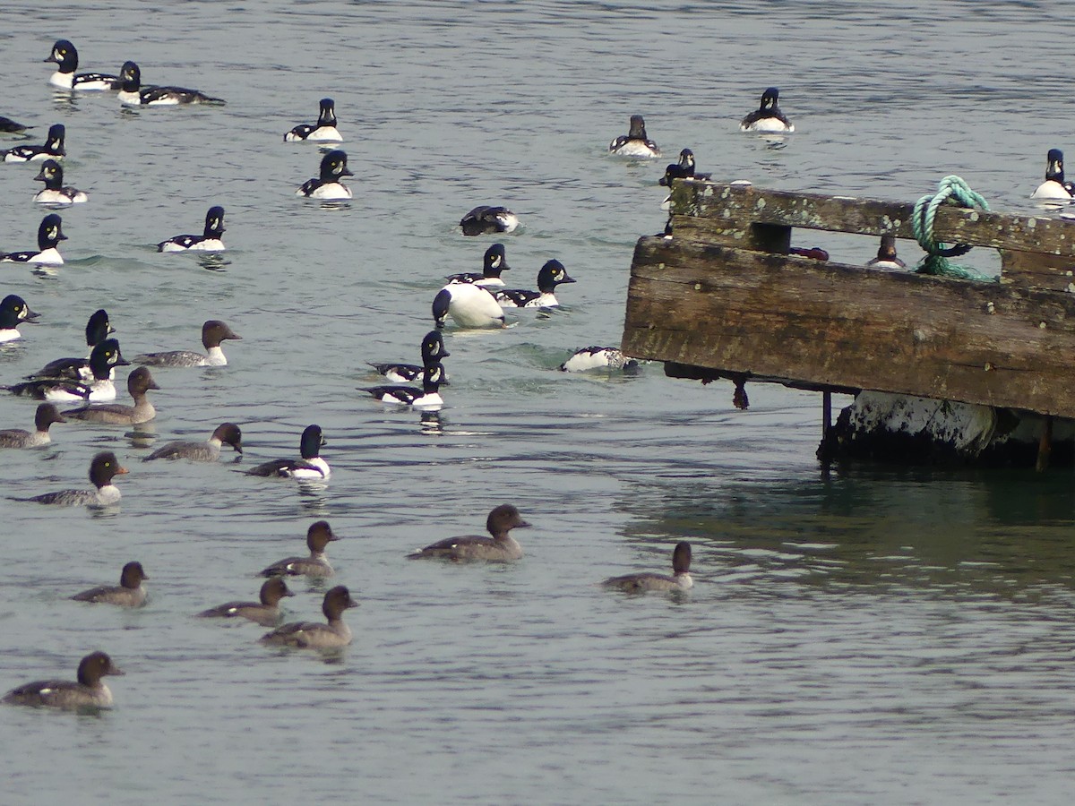 Common/Barrow's Goldeneye - ML492017631